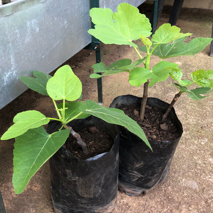 Granny Leni's Fig Tree