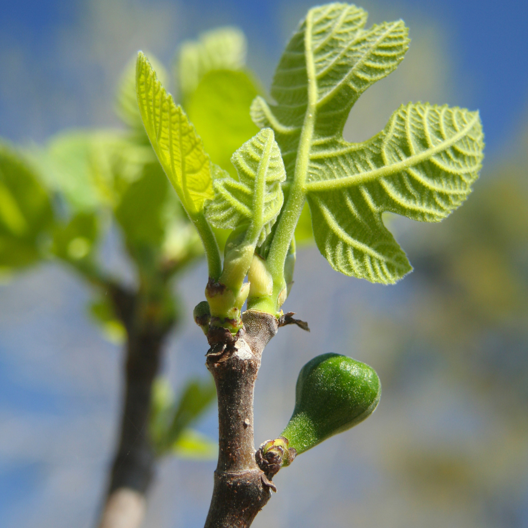 Granny Leni's Fig Tree