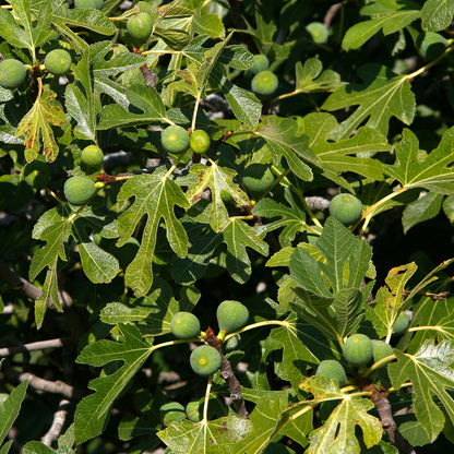 Granny Leni's Fig Tree