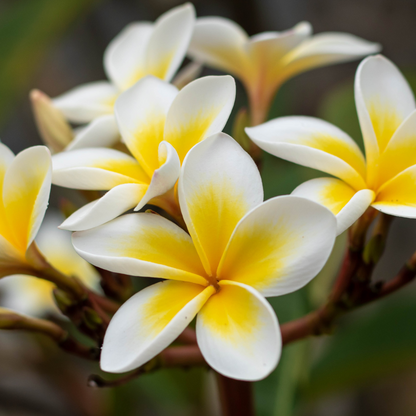 Cretan Frangipani