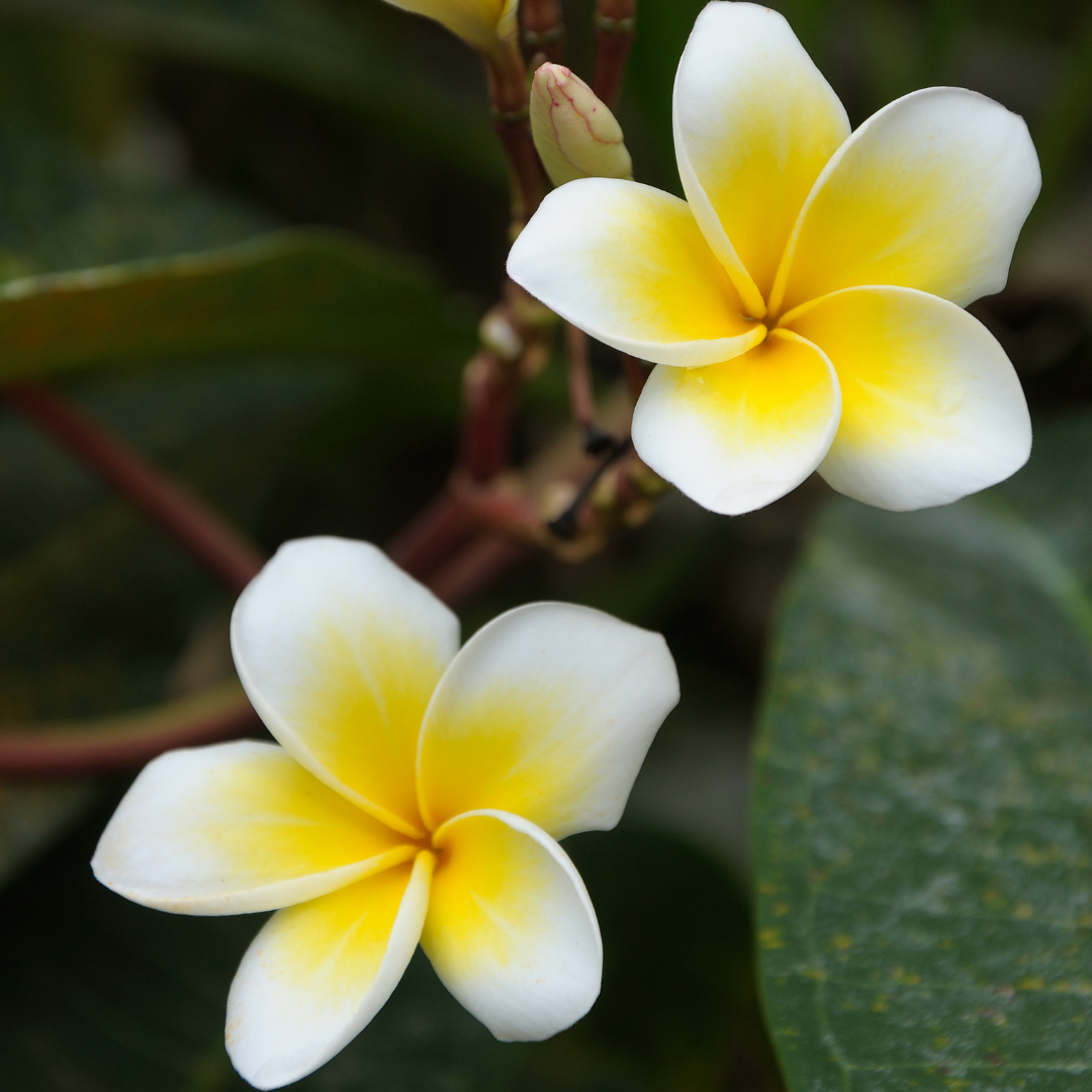 Cretan Frangipani