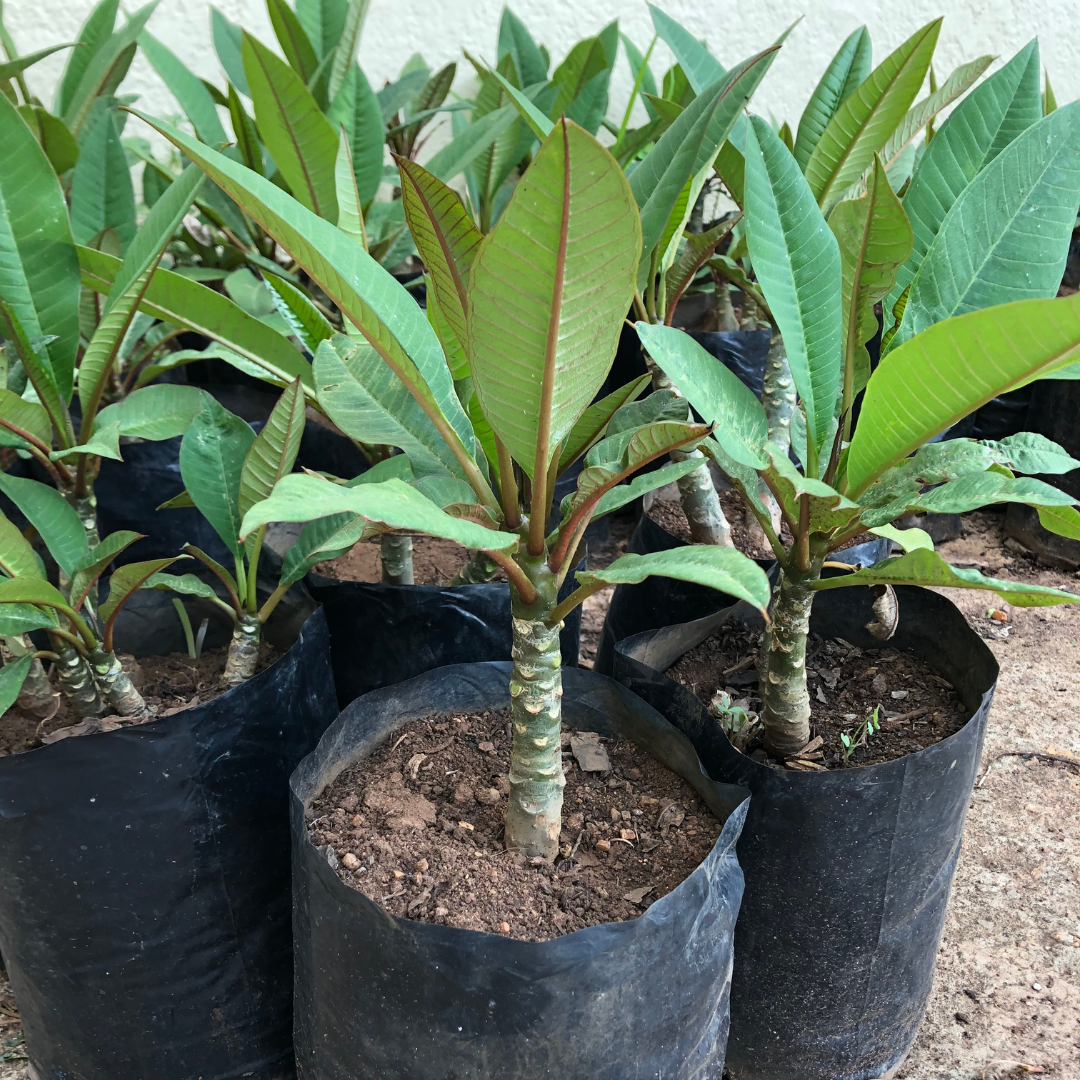 Cretan Frangipani