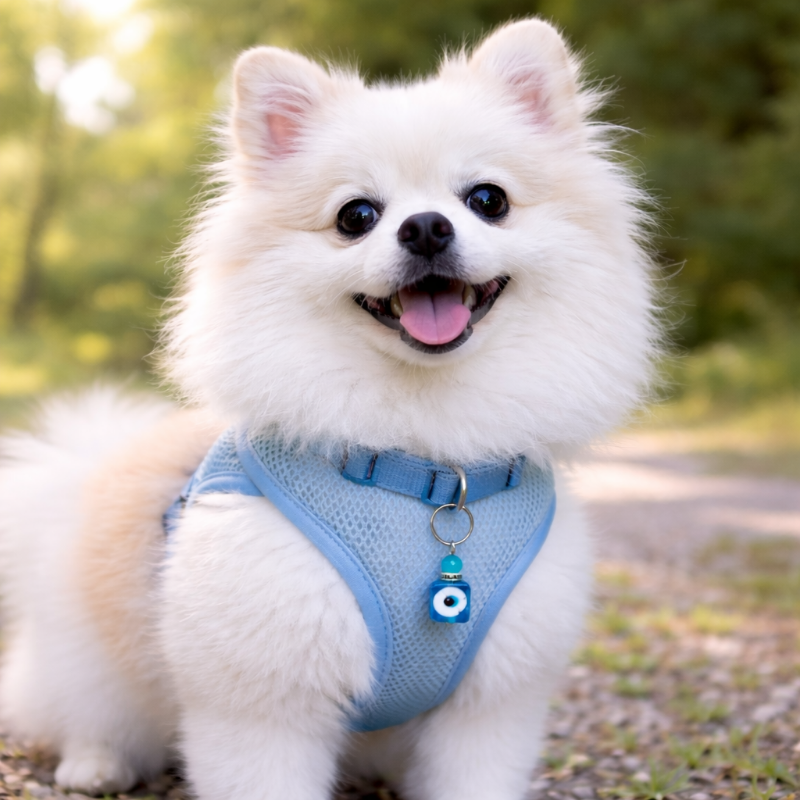 Pet Protection Evil Eye Collar Charm