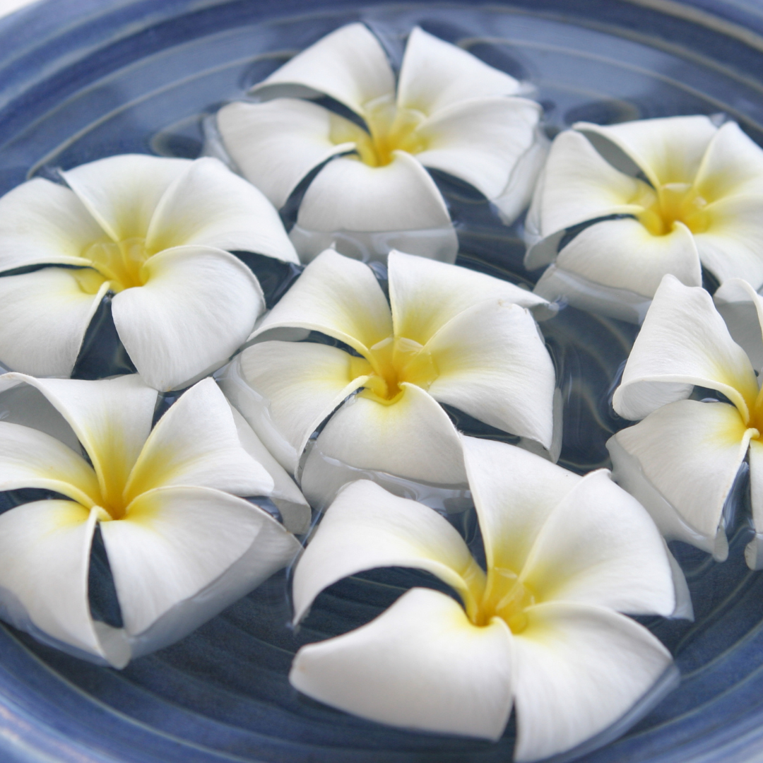 Cretan Frangipani